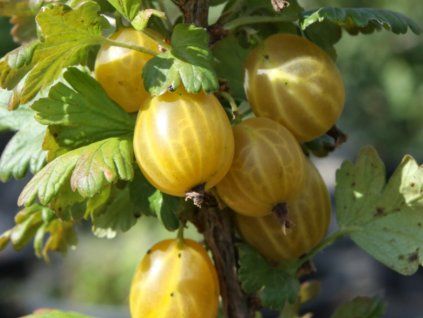 Angrešt 'Helios'  Ribes uva crispa 'Helios'