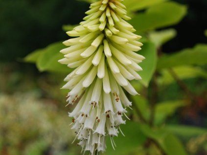 Mnohokvět 'Ice Queen' - Kniphofia 'Ice Queen'  Kniphofia 'Ice Queen'