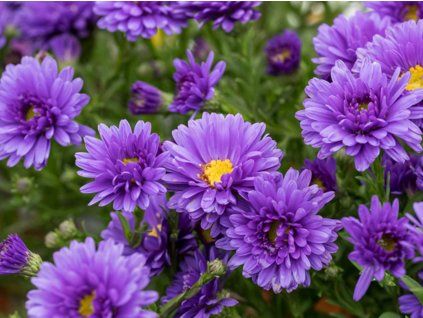 Hvězdnice křovitá 'Alpha Purple Rocket' - Aster dumosus 'Alpha Purple Rocket'  Aster dumosus 'Alpha Purple Rocket'
