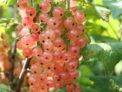 Rybíz 'Rosa Sport'  Ribes rubrum 'Rosa Sport'