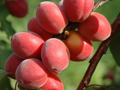 Meruňka 'Sunrosso'  Prunus armeniaca 'Sunrosso'