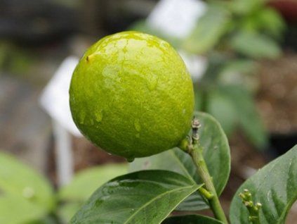 Citrus 'Agrionja'  Citrus aurantium × Citrus paradisi'Agrionja'