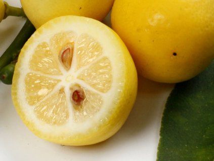 Citrus 'Eustis'  Citrus aurantifolia × Fortunella 'Eustis'