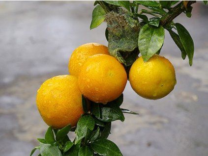 Citrus  'MYRTIFOLIA x LIMON'  Citrus myrtifolia × Citrus limon