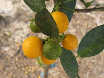 Citrus 'Procimequat'  Protocitrus × Limequat