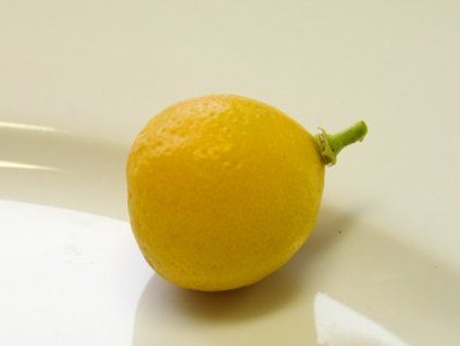 Citrus 'TRIPLOIDE REALE'  Citrus sinensis × Citrus reticulata × Fortunella 'Triploide Reale'