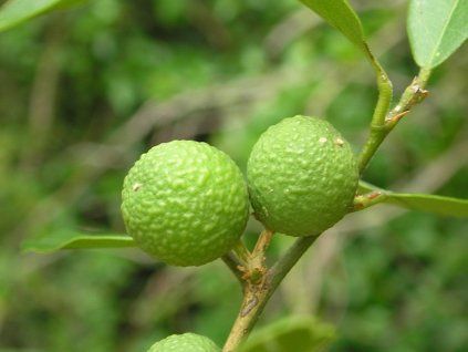 Citrumelo  Atalantia citroides
