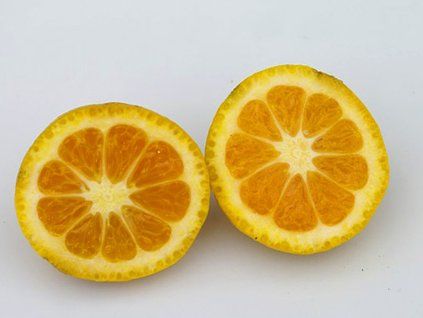 Citrus 'Upavanskij'  Atalantia citroides x C. sinensis 'Upavanskij'