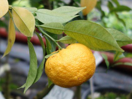 Citrus 'Yuzu N°1'  Citrus junos YUZU No. 1