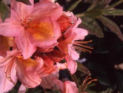 Azalka 'Berry Rose'  Azalea 'Berry Rose'