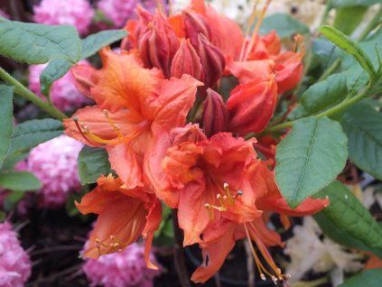 Azalka 'Hotspur Red'  Azalea 'Hotspur Red'