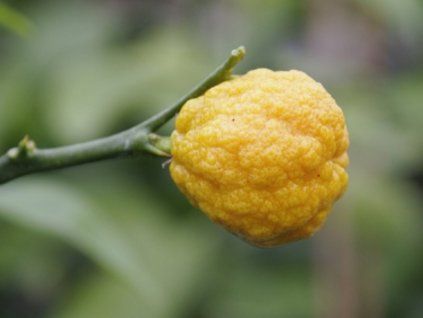 Citrandarin 'X 639'  Citrus reshni × Poncirus trifoliata'X 639'