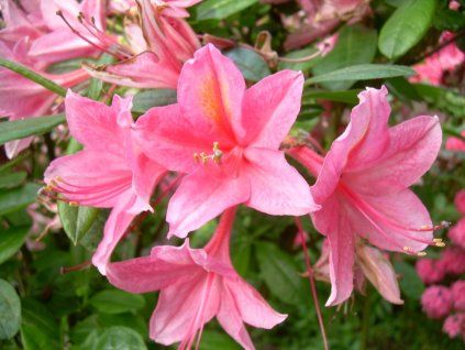Azalka 'Jolie Madame'  Azalea 'Jolie Madame'