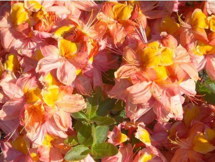 Azalka 'Liliput'  Azalea 'Liliput'