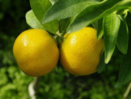 Mandarinka 'Arrufatina'  Citrus clementina 'Arrufatina'