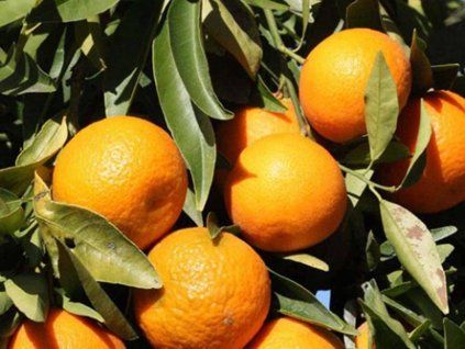 Mandarinka 'Commune ISA'  Citrus clementina 'Commune ISA'