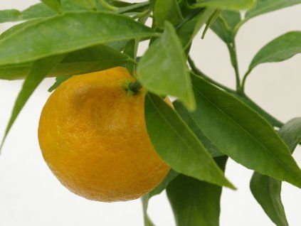 Mandarinka 'Esbal'  Citrus clementina 'Esbal'