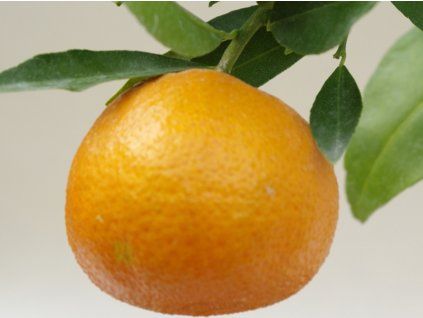 Mandarinka 'Corsica 1 SRA 367'  Citrus clementina 'Corsica 1 SRA 367'