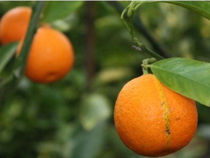 Mandarinka 'Fedele'  Citrus clementina 'Fedele'