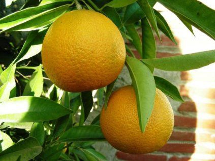 Mandarinka 'Loretina'  Citrus clementina 'Loretina'