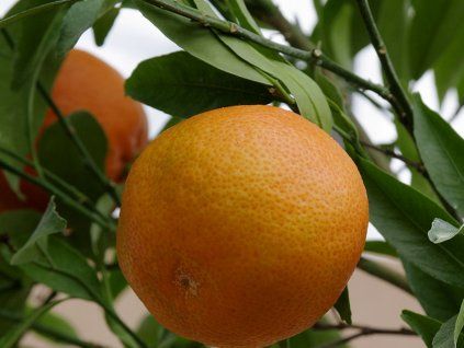 Mandarinka 'Oronules'  Citrus clementina 'Oronules'