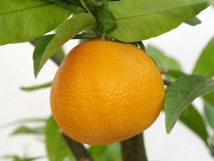 Mandarinka 'Spinoso'  Citrus clementina 'Spinoso'