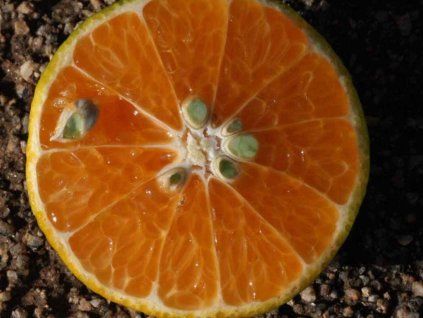 Mandarinka 'Avana Tardivo di Ciaculli'  Citrus deliciosa 'Avana Tardivo di Ciaculli'