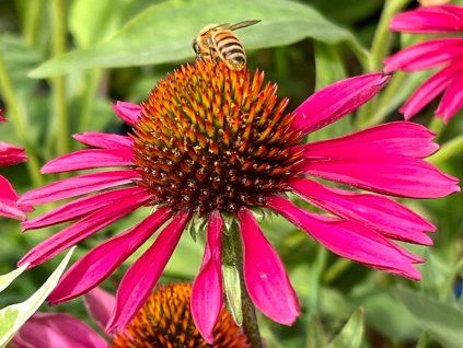 Třapatka 'Kismet® Raspberry' - Echinacea 'Kismet® Raspberry'  Echinacea 'Kismet® Raspberry'