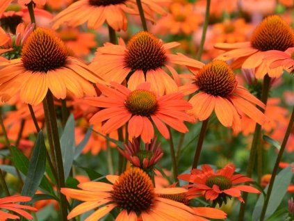 Třapatka 'Kismet® Intense Orange' - Echinacea 'Kismet® Intense Orange'  Echinacea 'Kismet® Intense Orange'