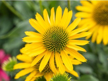 Třapatka 'Kismet® Yellow' - Echinacea 'Kismet® Yellow'  Echinacea 'Kismet® Yellow'