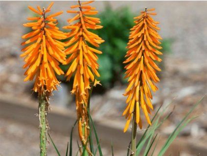 Mnohokvět 'Echo Mango' ® - Kniphofia 'Echo Mango' ®  Kniphofia 'Echo Mango' ®