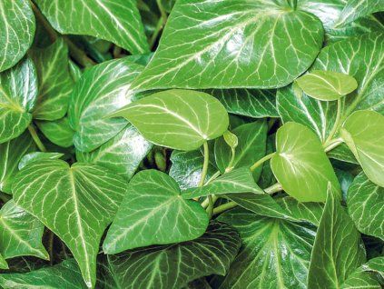 Břečťan popínavý 'Teardrop'  Hedera helix 'Teardrop'
