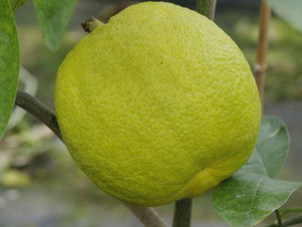 Cedrát 'Nine Pounder'  Citrus limonimedica 'Nine Pounder'