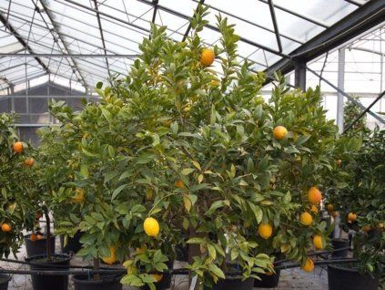 Cedrát 'Ricco Rosso'  Citrus limonimedica 'Ricco Rosso'