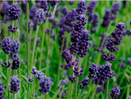 Levandule úzkolistá Valence 'Dark Violet' - Lavandula angustifolia Valence 'Dark Violet'  Lavandula angustifolia Valence 'Dark Violet'
