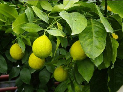 Cedrát 'Red Skin'  Citrus medica ‘Red Skin’