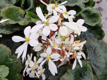 Lomikámen cortusifolia Dancing Pixies 'Thea' - Saxifraga cortusifolia Dancing Pixies 'Thea'  Saxifraga cortusifolia Dancing Pixies 'Thea'