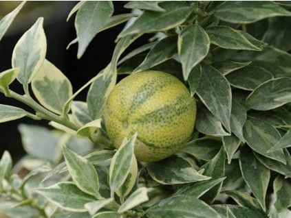 Citrus 'Chinoto Var.'  Citrus myrtifolia variegata 'Chinoto Var.'