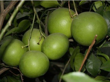 Grep 'BEZSEMJANYJ'  Citrus paradisi 'BEZSEMJANYJ'