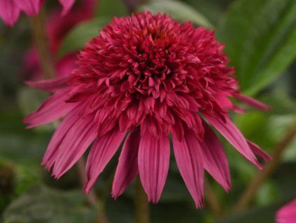 Třapatka nachová Sombrero 'Double Pink' - Echinacea purpurea Sombrero 'Double Pink'  Echinacea purpurea Sombrero 'Double Pink'