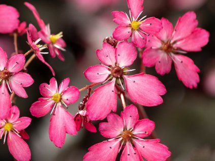 Lomikámen cortusifolia Dancing Pixies 'Toni' - Saxifraga cortusifolia Dancing Pixies 'Toni'  Saxifraga cortusifolia Dancing Pixies 'Toni'