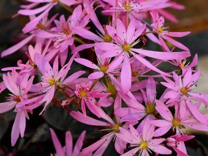 Lomikámen cortusifolia Dancing Pixies 'Tonya' - Saxifraga cortusifolia Dancing Pixies 'Tonya'  Saxifraga cortusifolia Dancing Pixies 'Tonya'