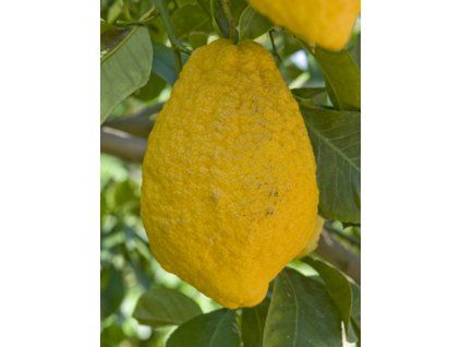 Citrus 'Peretta'  Citrus peretta Risso 'Peretta'