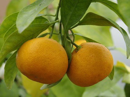 Mandarinka 'Carvalhais'  Citrus reticulata 'Carvalhais'