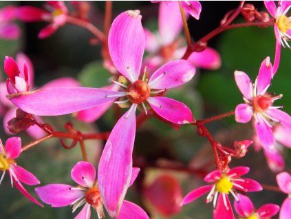 Lomikámen cortusifolia Dancing Pixies 'Twinkie' - Saxifraga cortusifolia Dancing Pixies 'Twinkie'  Saxifraga cortusifolia Dancing Pixies 'Twinkie'