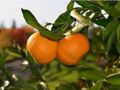 Mandarinka 'Malvasio'  Citrus reticulata 'Malvasio'