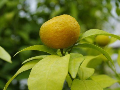 Mandarinka 'Sun Chu Sha'  Citrus reticulata 'Sun Chu Sha'