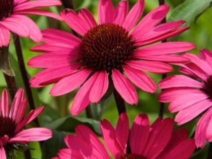 Třapatka nachová 'Summer Cloud®' - Echinacea purpurea 'Summer Cloud®'  Echinacea purpurea 'Summer Cloud®'