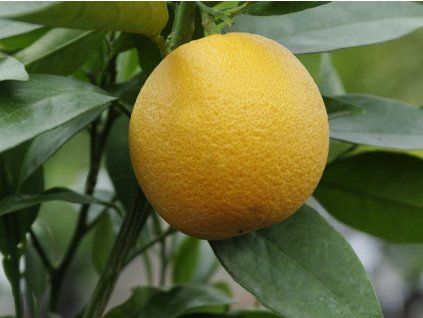 Pomerančovník 'Haraguchi'  Citrus sinensis 'Haraguchi'