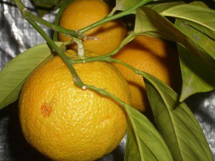 Pomerančovník 'Sikeri'  Citrus sinensis 'Sikeri'